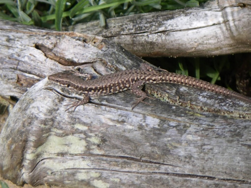 Podarcis muralis (Murfirben)