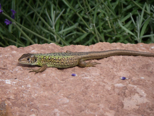 Lacerta schreiberi (Smaragdfirben)
