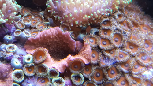 Zoanthus sp. + Discosoma sp.