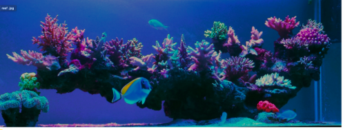 Ide til aquascape.png
