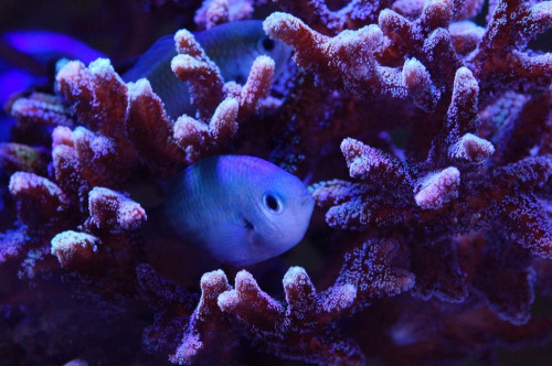 Chromis viridis matrikel