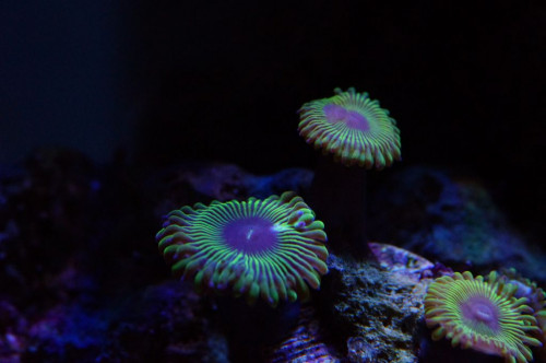 Zoa 3