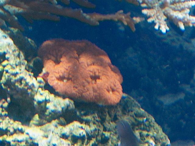 Billede 095 (Small).jpg