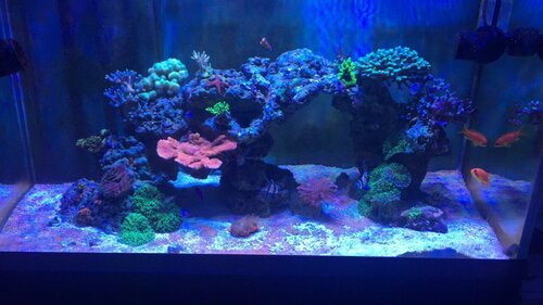 A11409E9-6C05-4240-B171-0568C758A998.JPG (101.1 KiB) Vist 2935 gange 275L Akvastabil