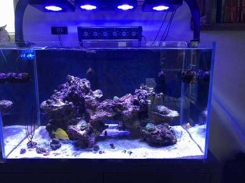 CB1638D5-4559-45A2-8844-F6743D1836F6.jpeg (120.92 KiB) Vist 2605 gange Opus Nyos 300