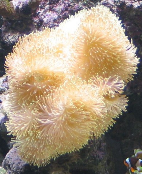 Billede 016.jpg