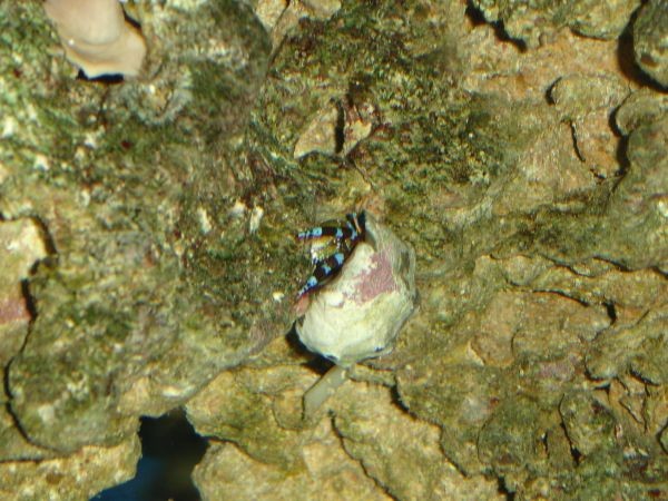 Blåbåndet eremitkrebs (Calcinus Elegans)