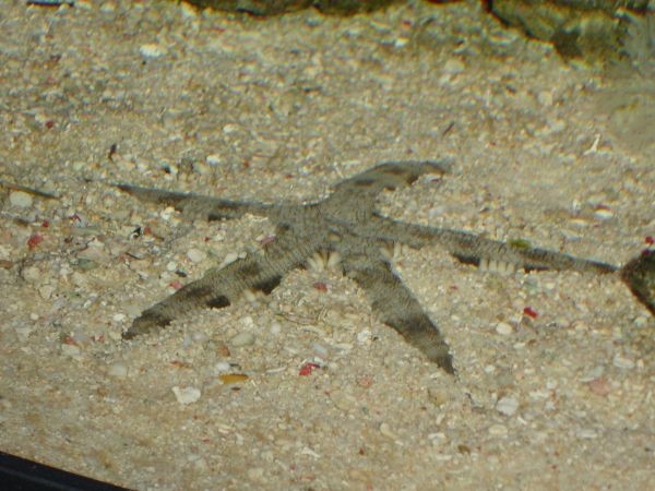 Sandsøstjerne (Archaster typicus)