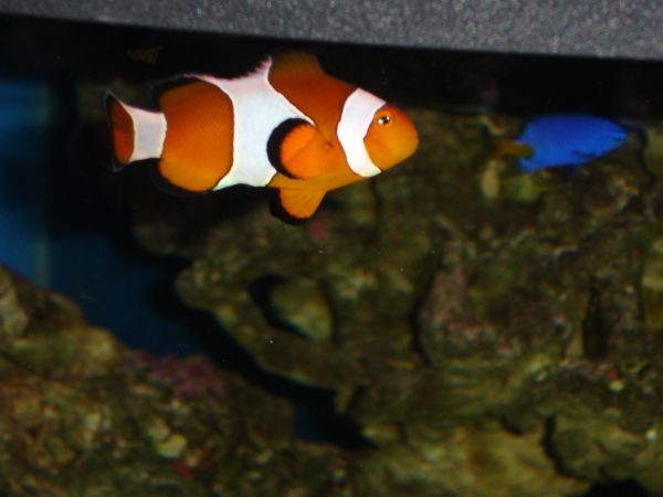 Nemo (Amphiprion Ocellaris)