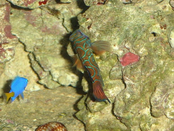 LSD Mandarin (Pterosynchiropus splendidus)