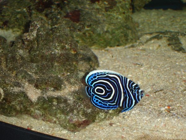 Ægte kejser (Pomacanthus imperator)
