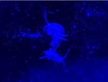 Copepods.JPG