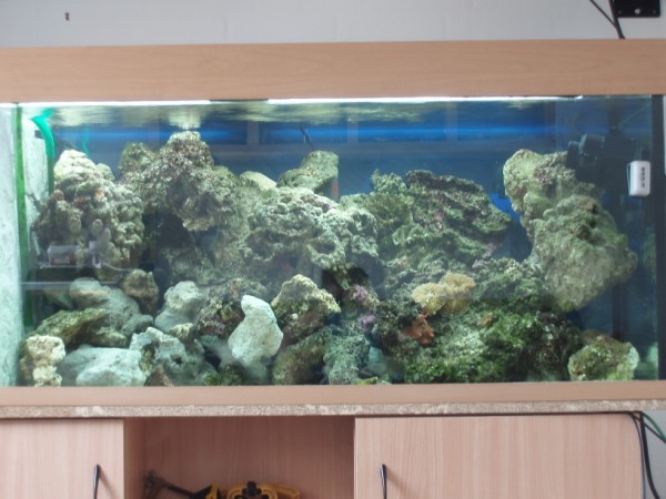 P4250271 (600 x 450).jpg