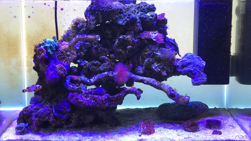 ADA 60p og alge/tang typer