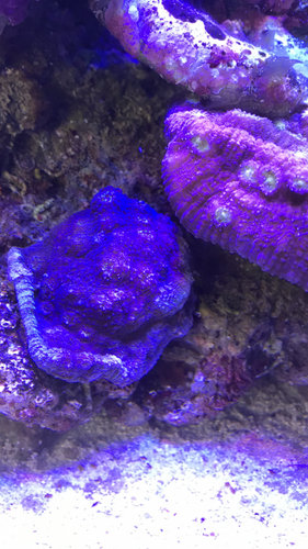 ADA 60p og alge/tang typer