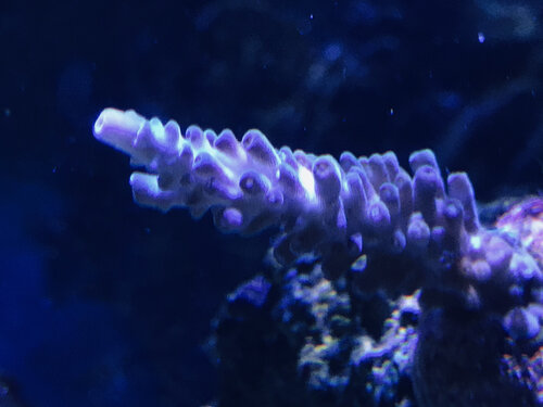 IMG_8385.jpeg