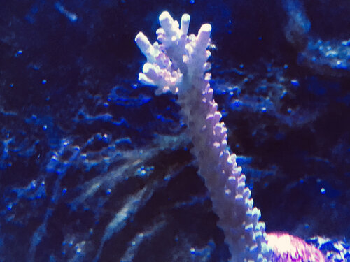IMG_8386.jpeg