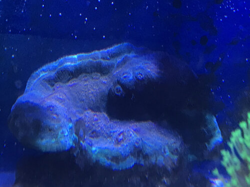 IMG_8383.jpeg