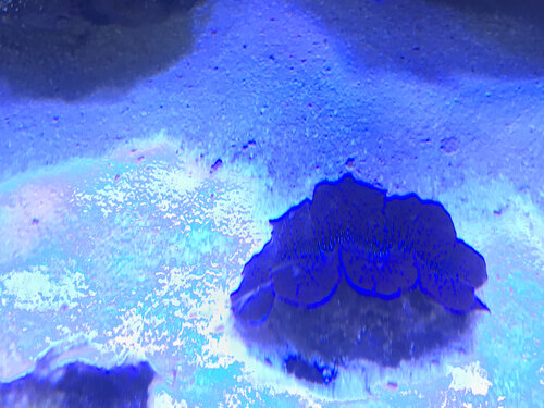 IMG_8418.jpeg