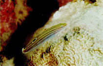 A. hectori