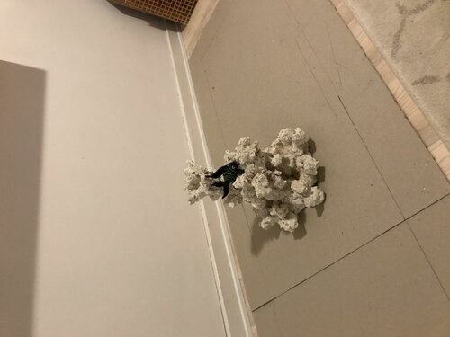 Min første søjle