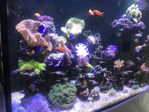 5E380069-C777-4E9E-8D79-2CD62B583348.jpeg (155.34 KiB) Vist 2509 gange Værsgo