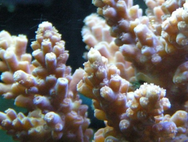 Baby Acro. Frag.
