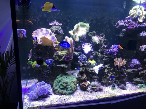 3AAEA622-5E20-42EC-8FE2-8EB47EED7745.jpeg (168.84 KiB) Vist 2422 gange Det sætter sig stille og roligt