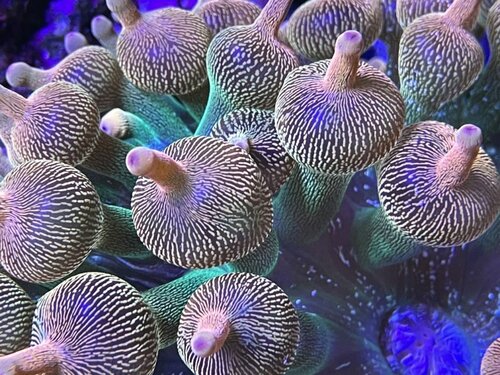 BTA anemone