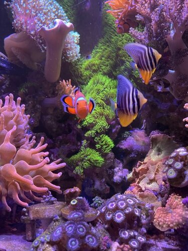 Amphiprion ocellaris og Zebrasoma veliferum