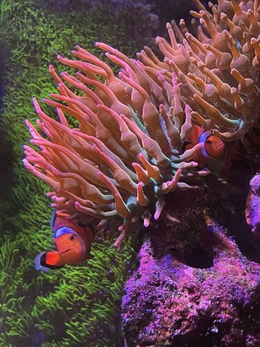 Amphiprion ocellaris hygger i deres anemone