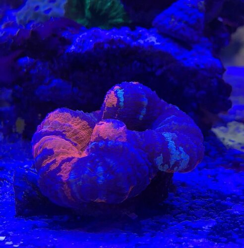 Scolymia australis