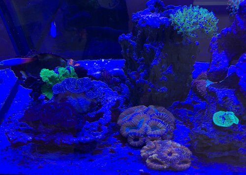 Lobophyllia