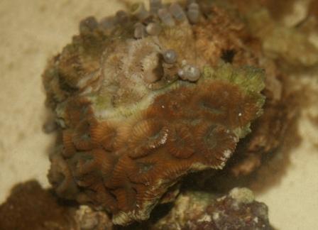 Nederste del (rød/brune) der bliver nærmest neon grøn under blåt T8 lys