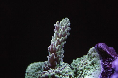 Rainbow Blueberry SC Acro