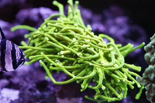 Green Torch