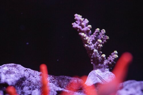 Ukendt Acropora