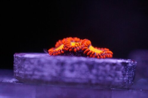 Ny Zoa