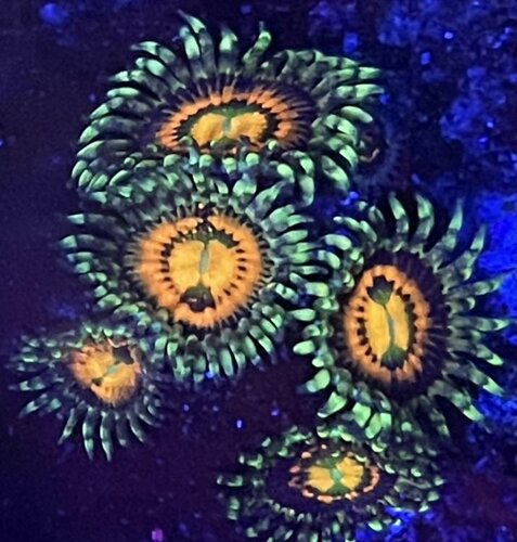 rbi zoa1.jpg