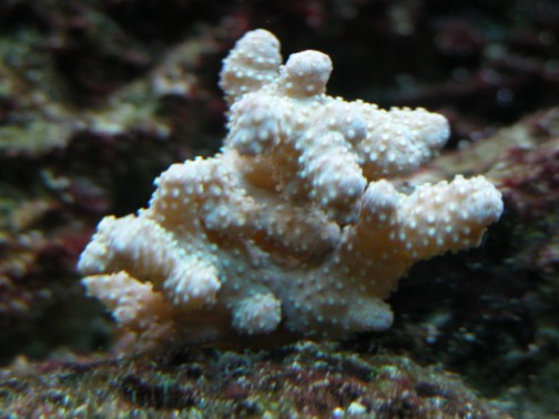 DSCN1638.jpg