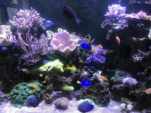 Fts