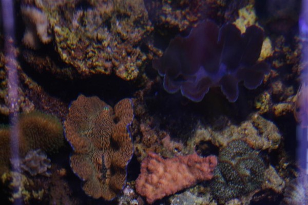 overflade (Large).jpg
