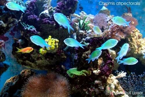 chromis.jpg