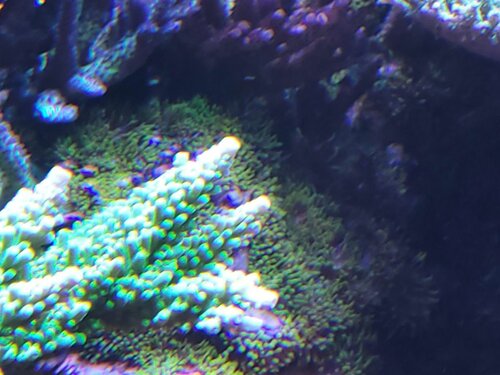 Nu kommer der så en stribe billeder for at illustrere, hvordan de breder sig. På de fleste af de billeder er det primært bunden under korallerne man skal lægge mærke til. De sidder som et tæppe udover stensætningen.