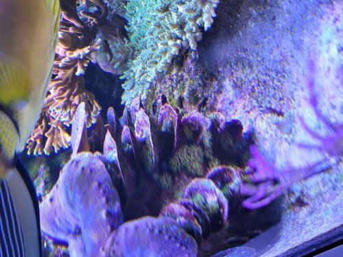 Her sidder de så på skallen af min Tridacna squamosa. Det er lidt mere kompliceret at fjerne dem her, da de sidder inde mellem de blade den har på ydersiden.