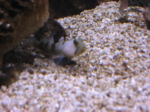Bonnie 021.JPG