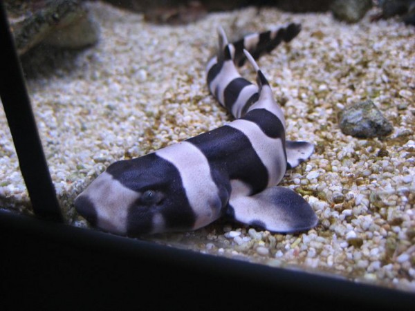 Bonnie 010.JPG