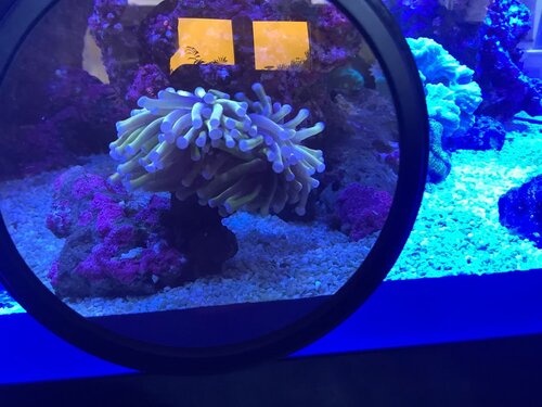 FB680365-C4B3-4FBA-81E3-8437D01405EB.jpeg (116.48 KiB) Vist 1904 gange Orange/brown