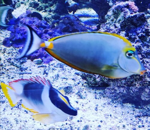 2 af de store fisk.jpg