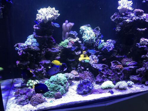 ECB3FCC6-E91C-4942-8FF7-82C19CCBFFC3.jpeg (166.13 KiB) Vist 3530 gange Et par lidt ens, meget, billeder